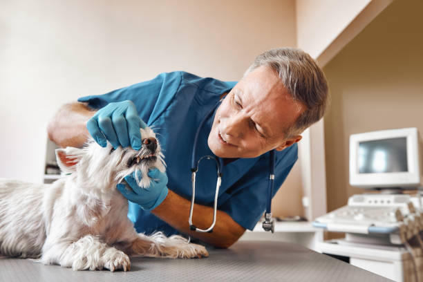 Best Cracked Tooth Emergency Dentist  in Charles Town, WV